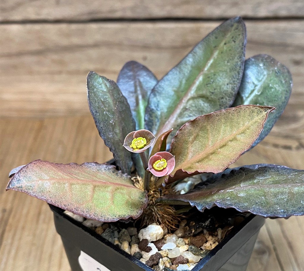 SH26765 Euphorbia francoisii hybrid – Image 3