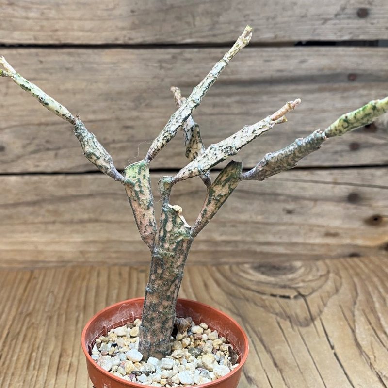 SH26766 Euphorbia platyclada