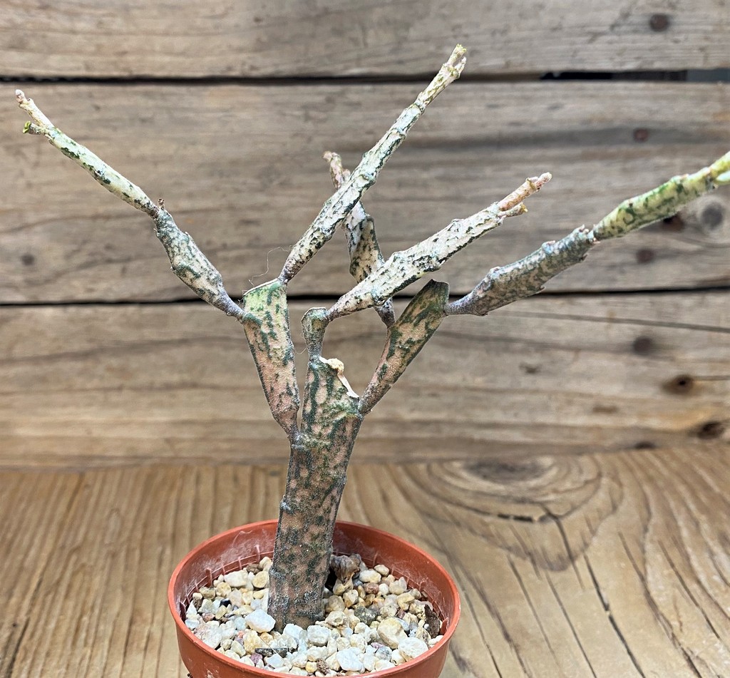 SH26766 Euphorbia platyclada