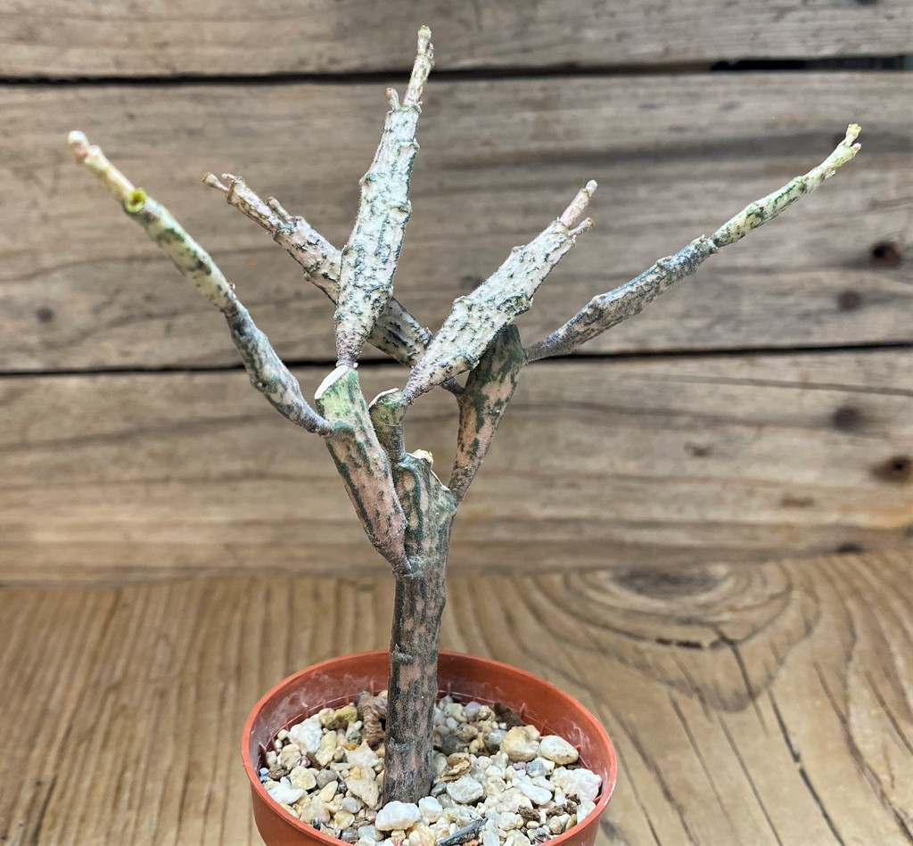 SH26766 Euphorbia platyclada – Image 2