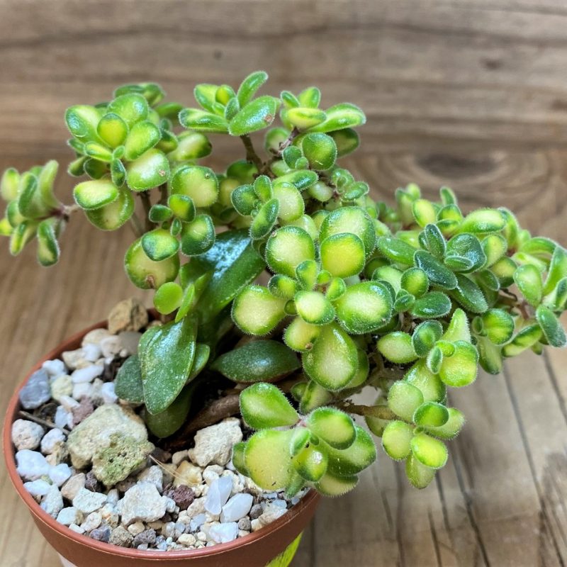 SH26769 Aeonium lindleyi f. variegata