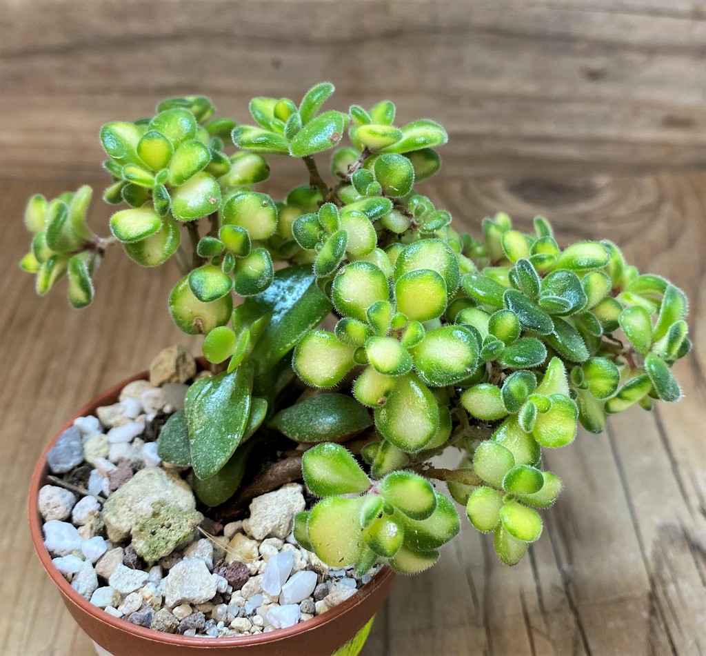 SH26769 Aeonium lindleyi f. variegata