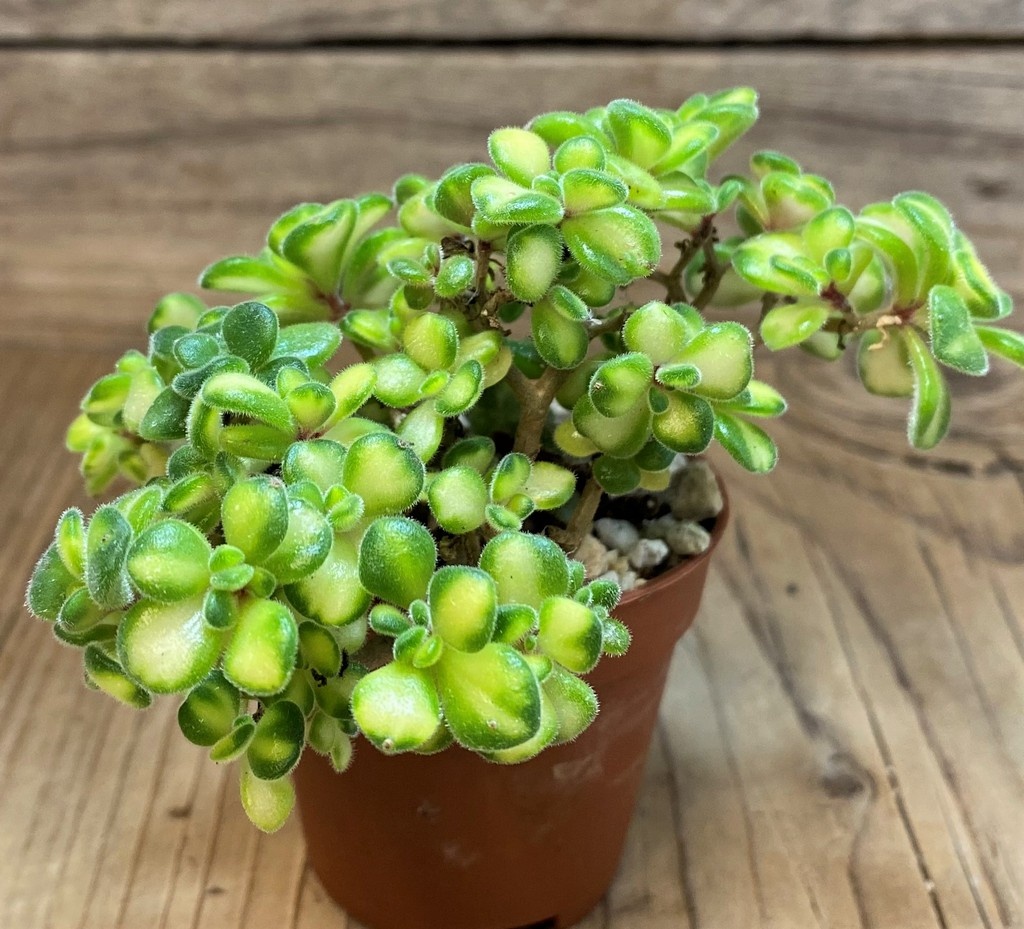 SH26769 Aeonium lindleyi f. variegata – Image 2