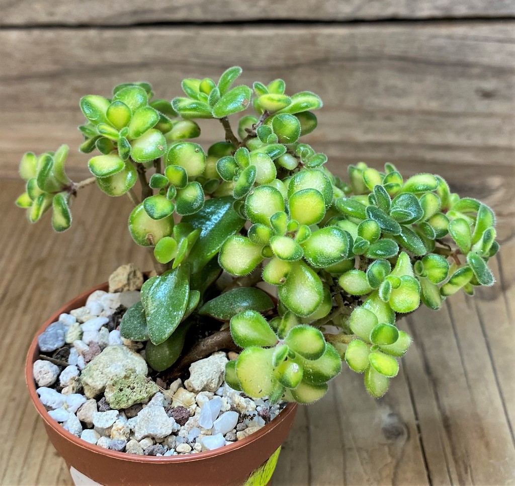 SH26769 Aeonium lindleyi f. variegata – Image 3