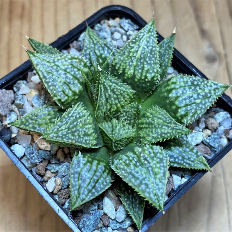 SH26770 Haworthia 'Snow Ball' hybrid