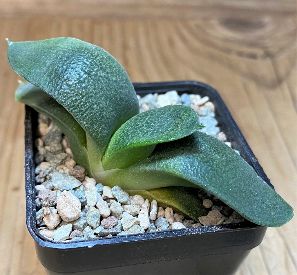 SH26760 Gasteria armstrongii - Image 2