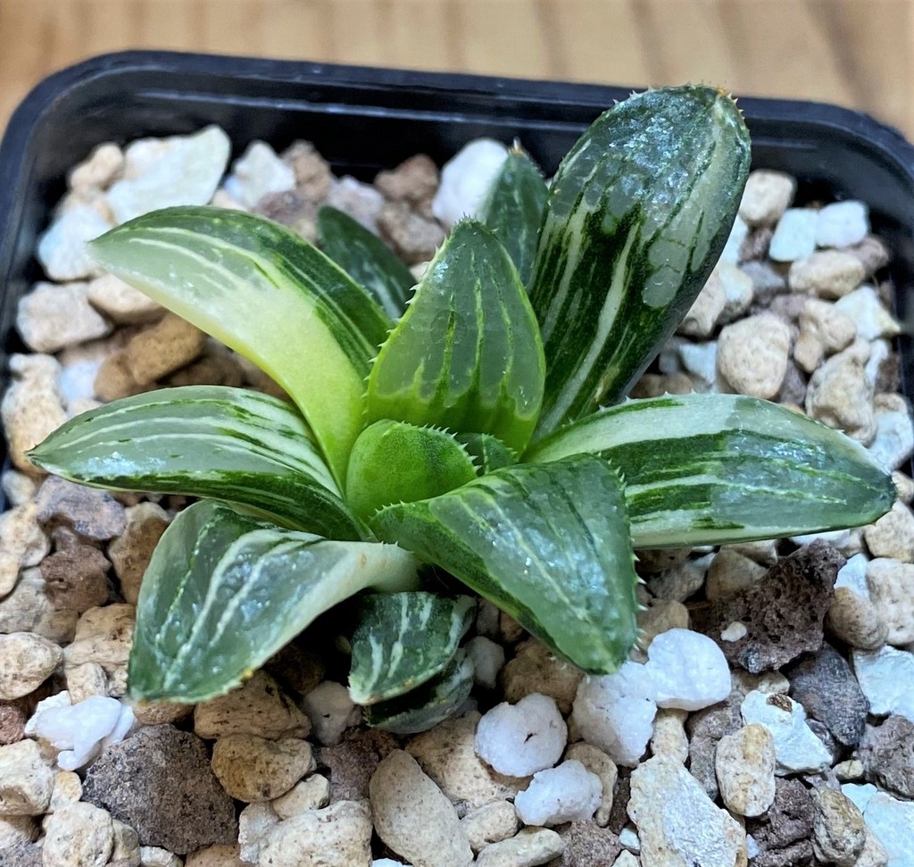 SH26771 Haworthia retusa f.variegata