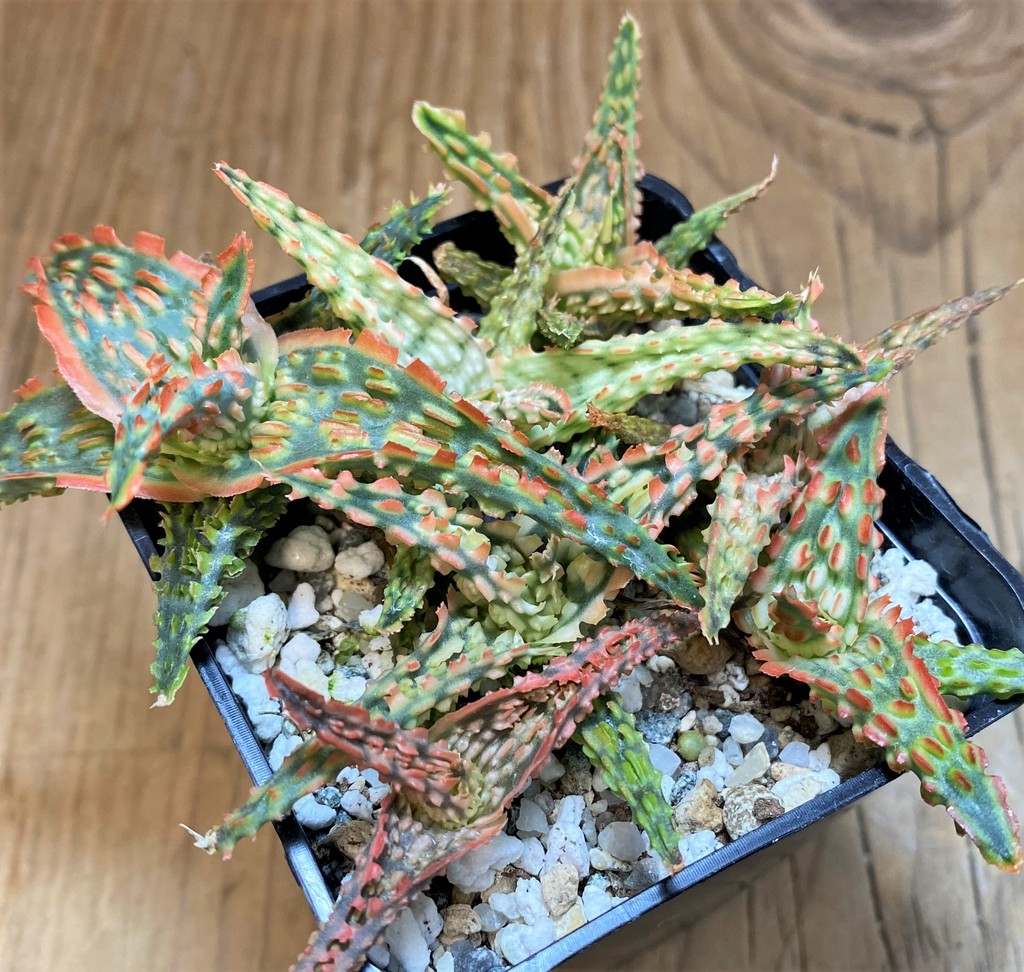 SH26772 Aloe TCT hybrid mix – Image 2