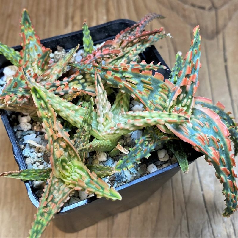 SH26772 Aloe TCT hybrid mix