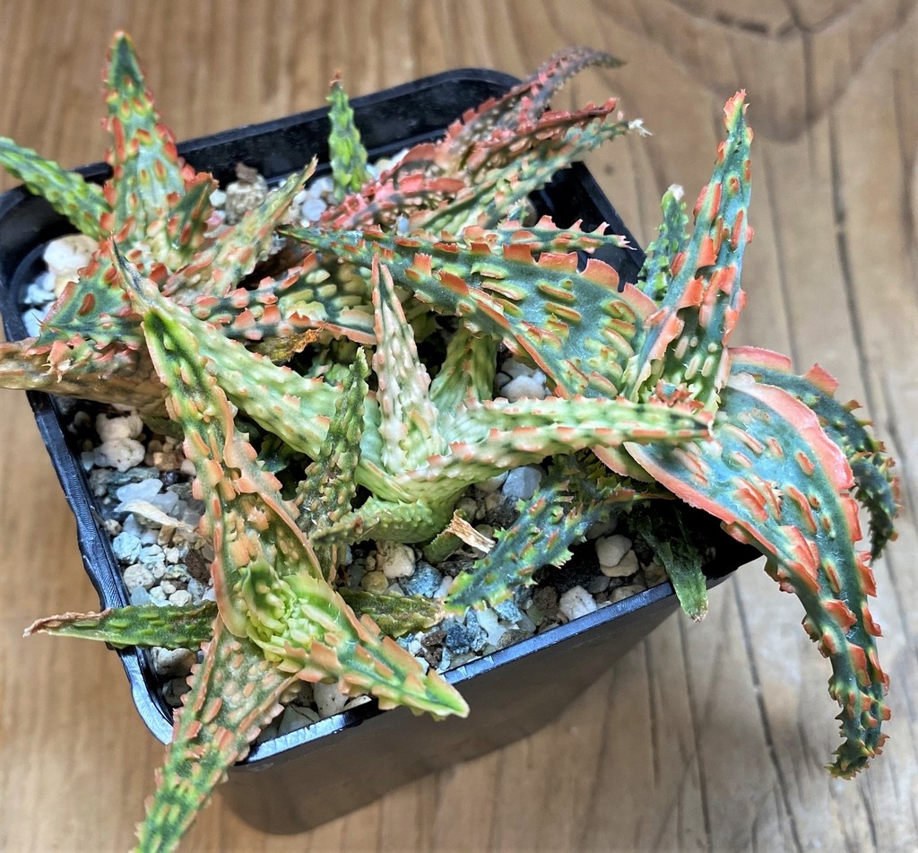 SH26772 Aloe TCT hybrid mix