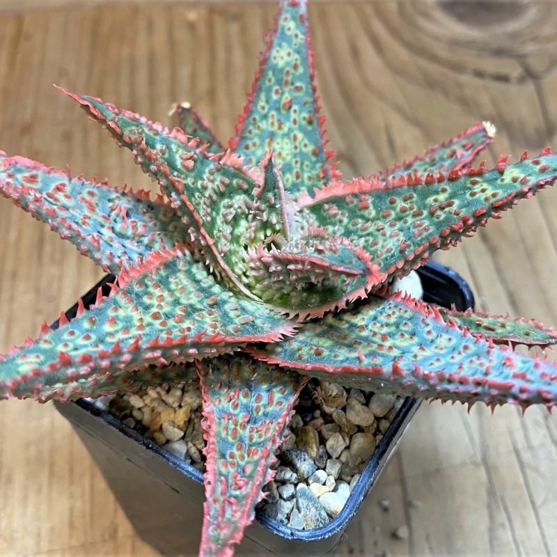 SH26773 Aloe TCT hybrid