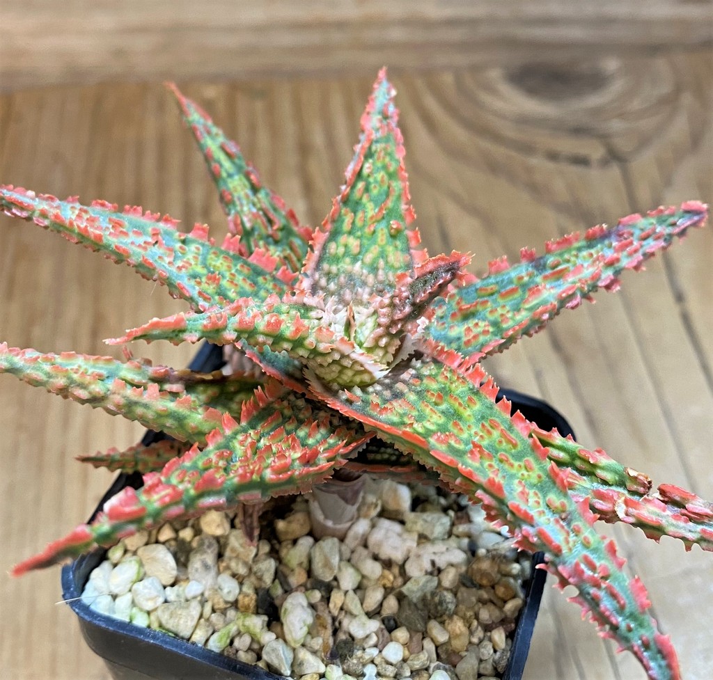 SH26775 Aloe TCT hybrid – Image 2