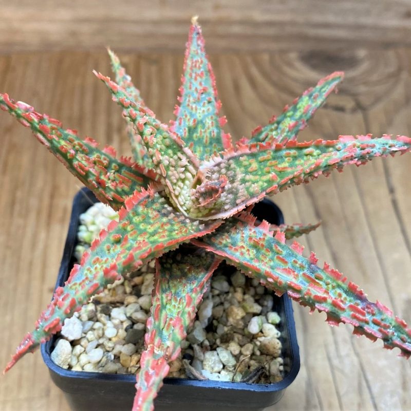 SH26775 Aloe TCT hybrid