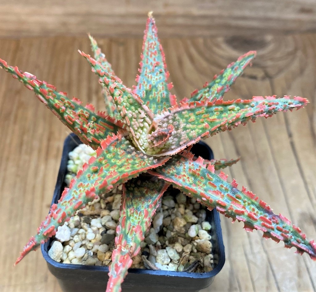 SH26775 Aloe TCT hybrid
