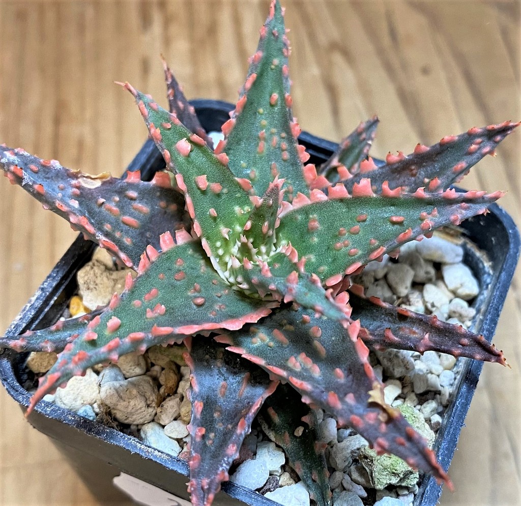 SH26776 Aloe TCT hybrid – Image 2