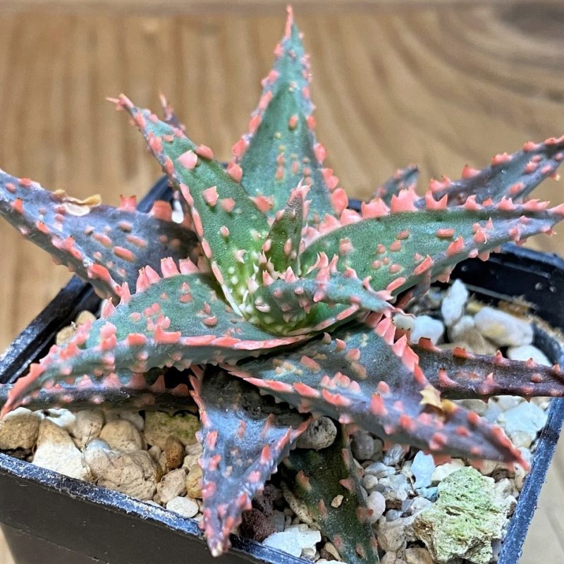 SH26776 Aloe TCT hybrid