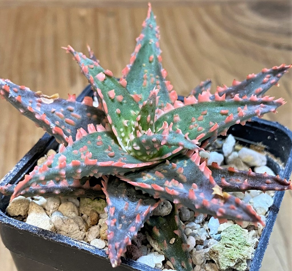SH26776 Aloe TCT hybrid