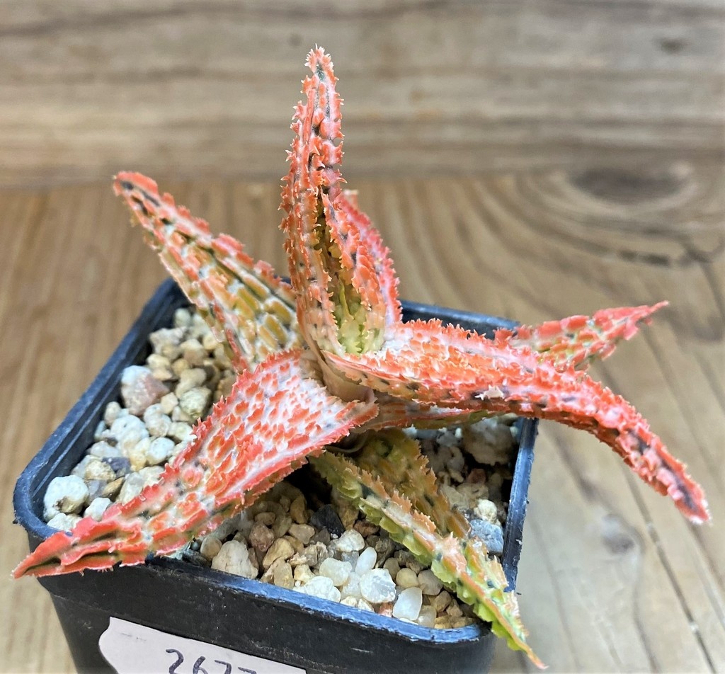 SH26777 Aloe TCT hybrid - Image 2