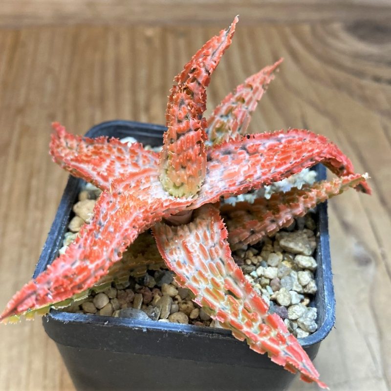 SH26777 Aloe TCT hybrid