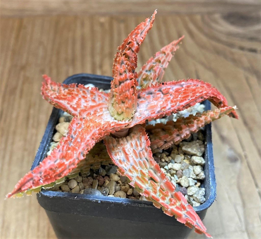SH26777 Aloe TCT hybrid
