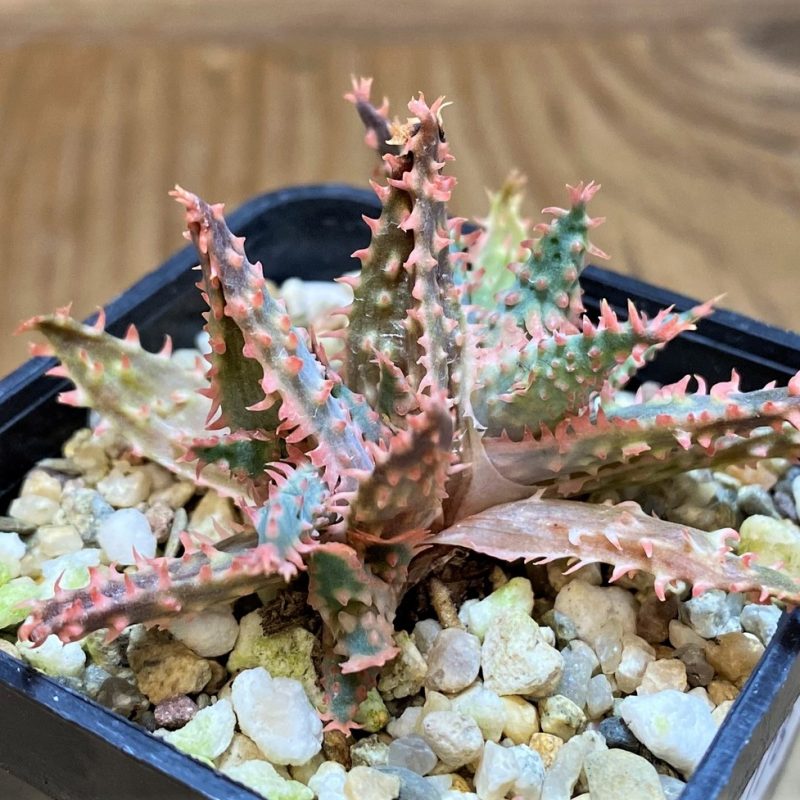 SH26778 Aloe TCT hybrid