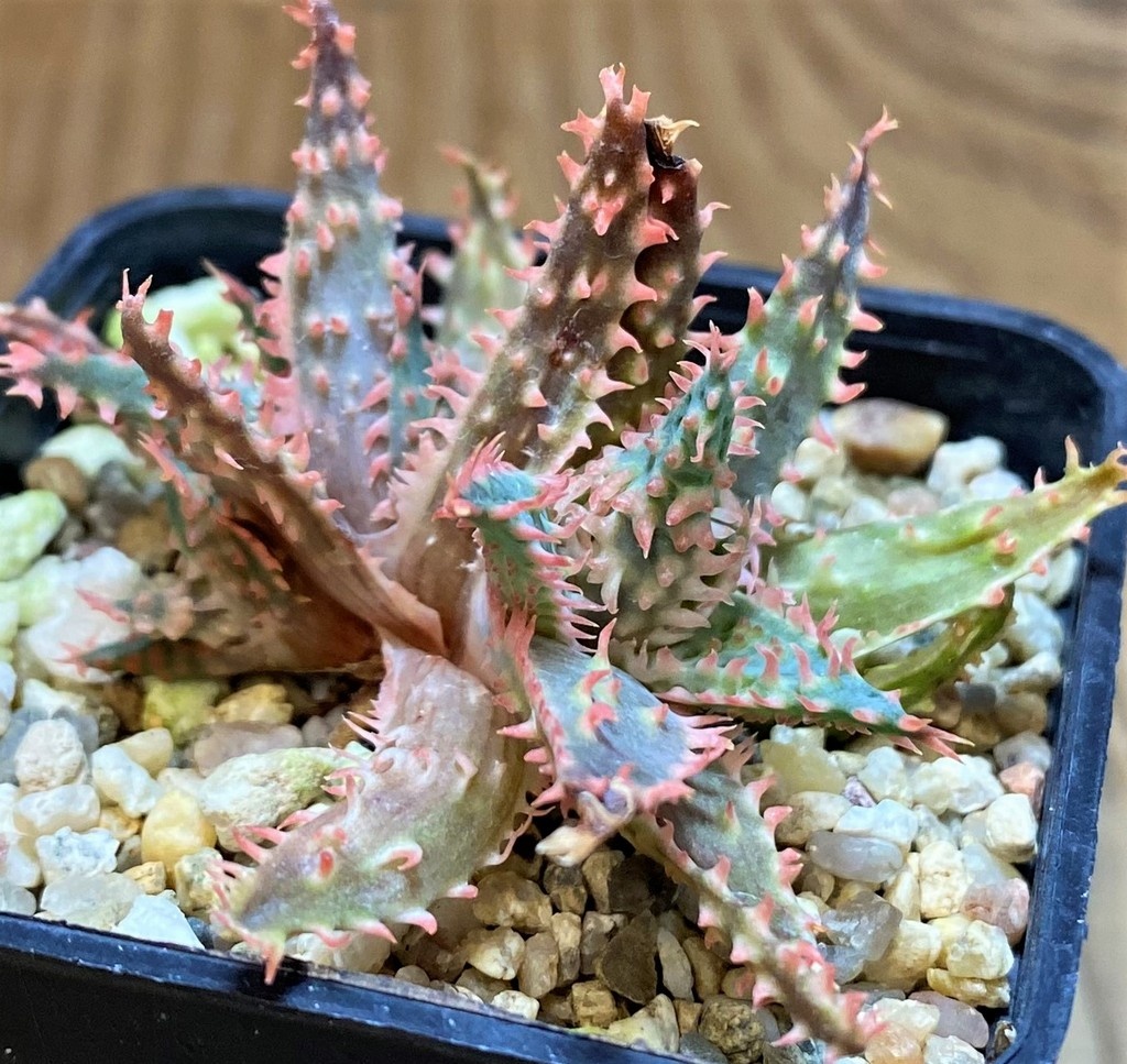 SH26778 Aloe TCT hybrid - Image 2