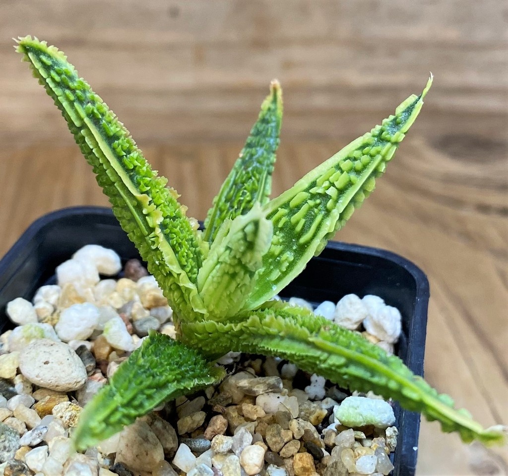 SH26779 Aloe TCT hybrid - Image 2