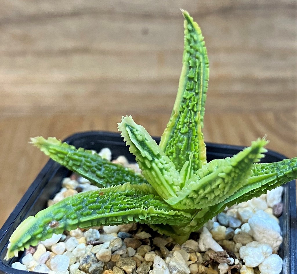 SH26779 Aloe TCT hybrid