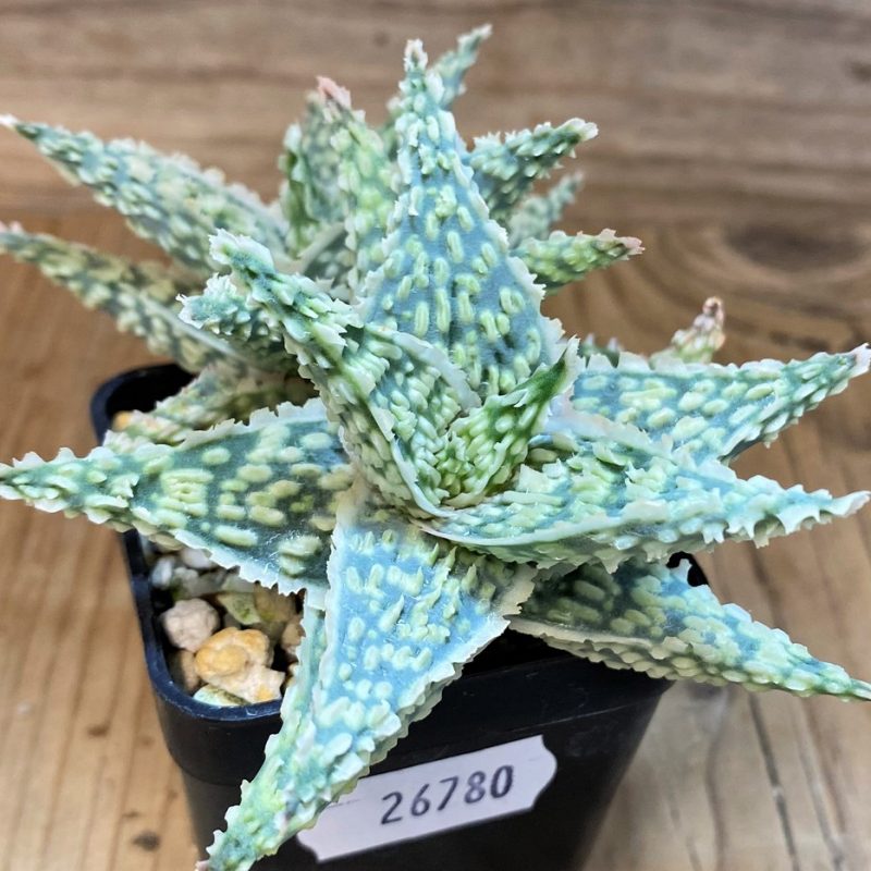 SH26780 Aloe TCT hybrid