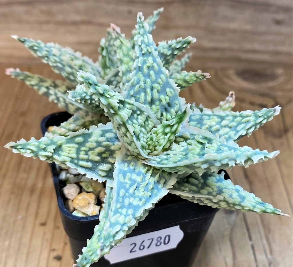 SH26780 Aloe TCT hybrid