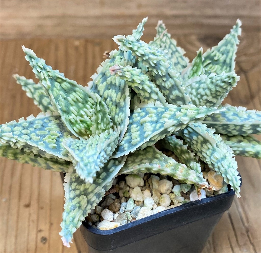 SH26780 Aloe TCT hybrid - Image 2