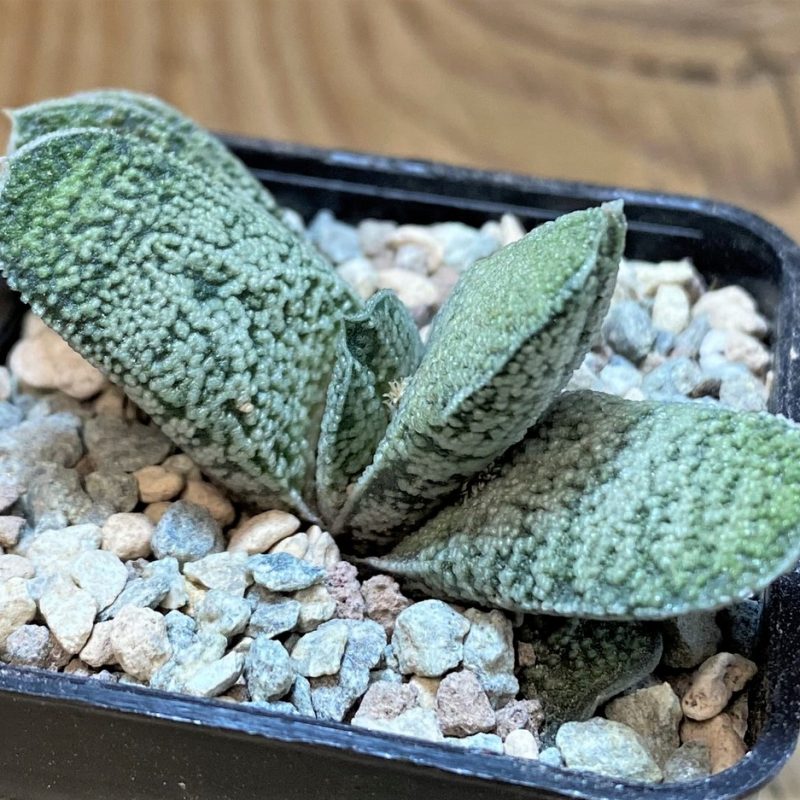 SH26761 Gasteria baylissiana