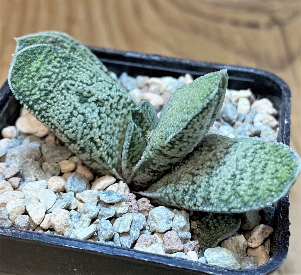 SH26761 Gasteria baylissiana