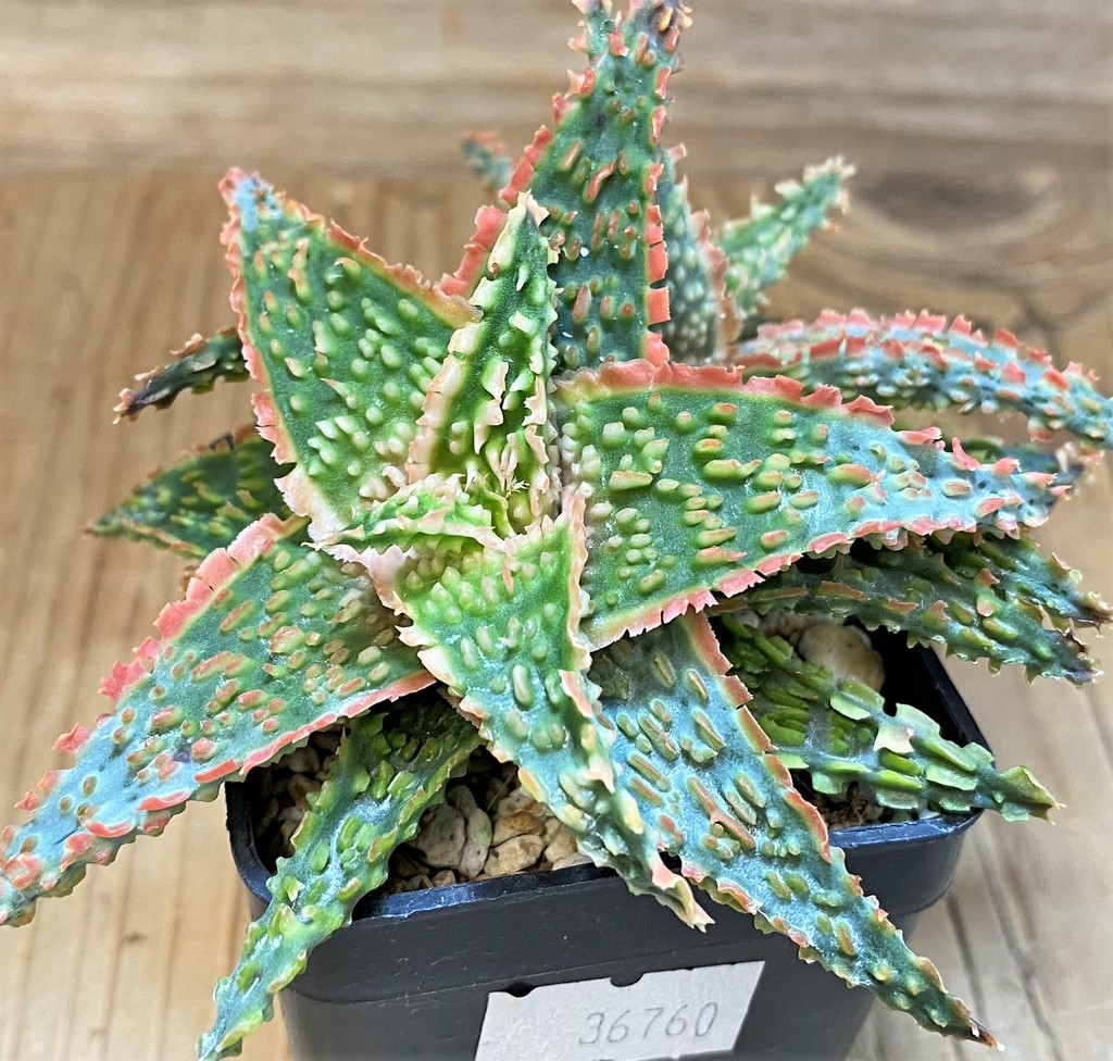 SH26781 Aloe TCT hybrid - Image 2