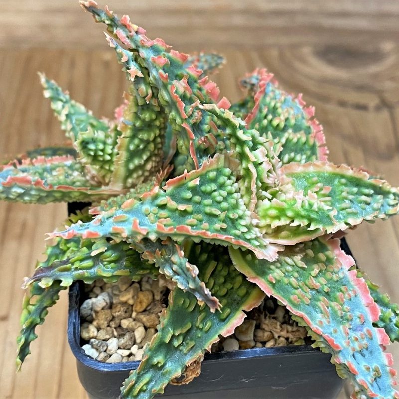 SH26781 Aloe TCT hybrid