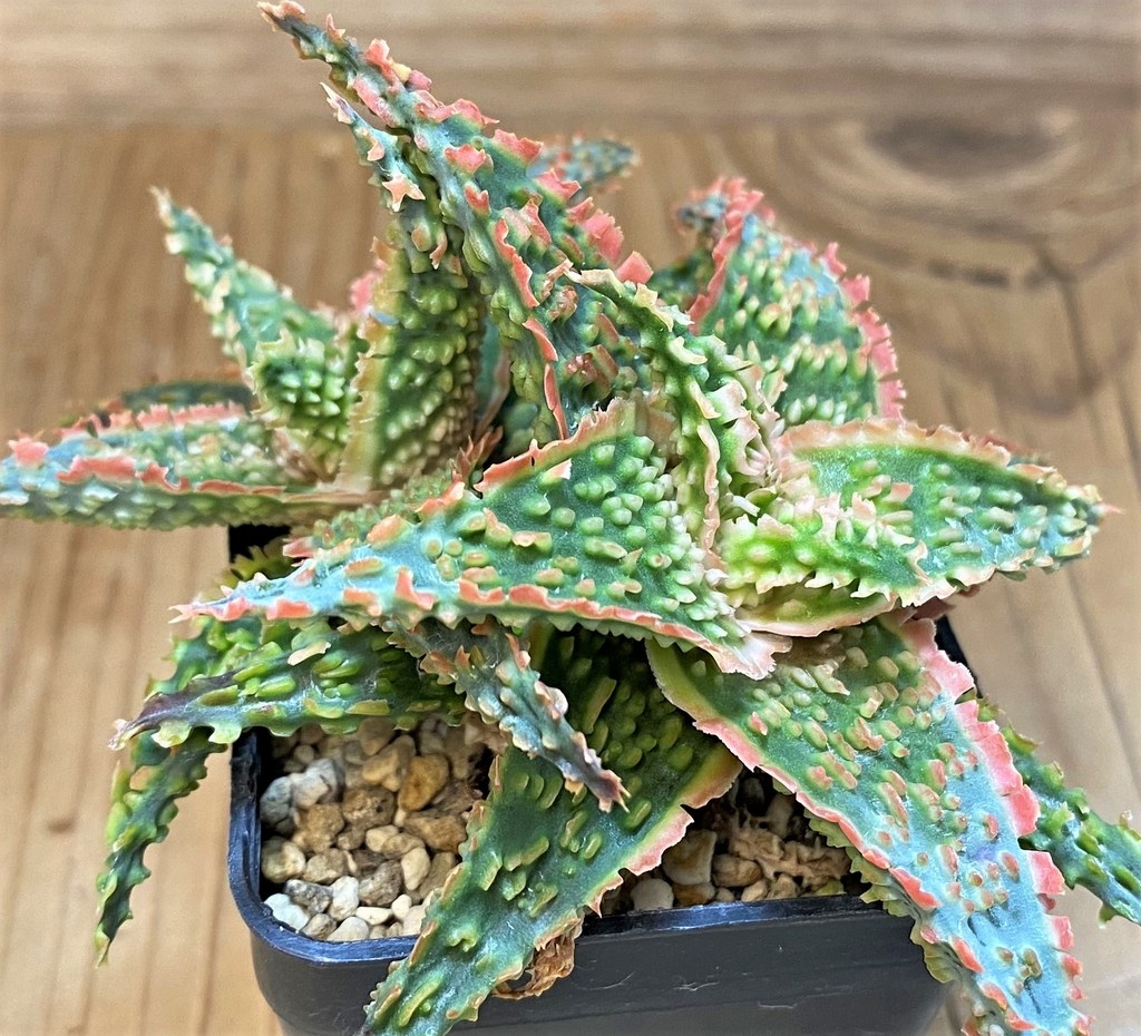 SH26781 Aloe TCT hybrid