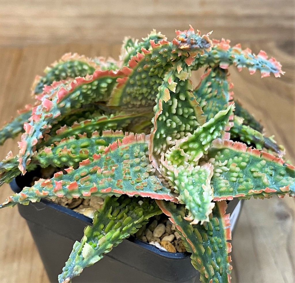 SH26781 Aloe TCT hybrid - Image 3