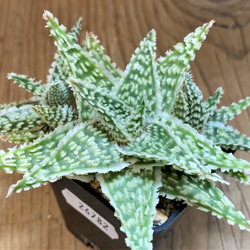 SH26782 Aloe TCT hybrid
