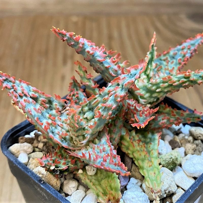 SH26783 Aloe TCT hybrid