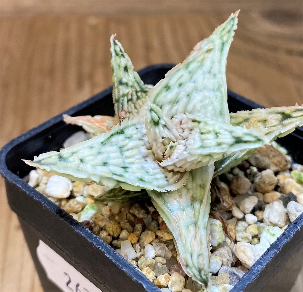 SH26784 Aloe TCT hybrid - Зображення 2