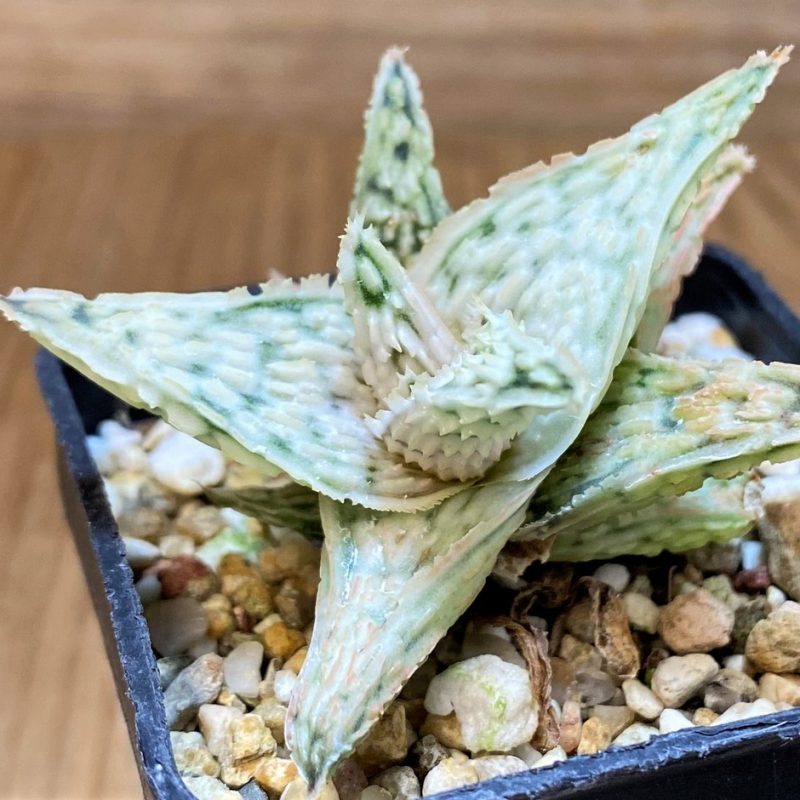 SH26784 Aloe TCT hybrid