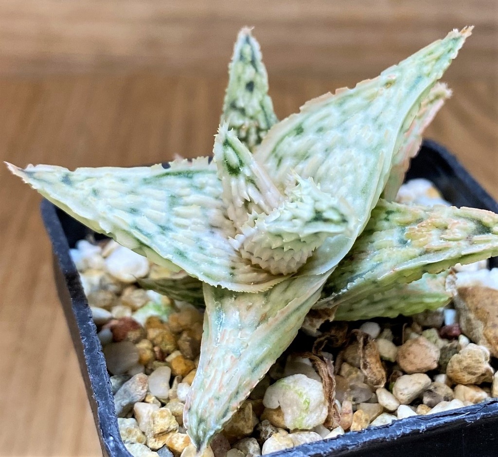 SH26784 Aloe TCT hybrid