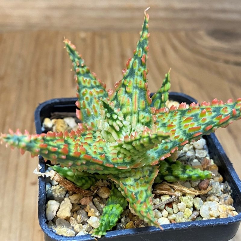 SH26785 Aloe TCT hybrid