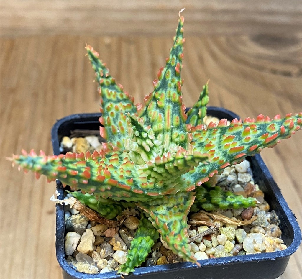 SH26785 Aloe TCT hybrid