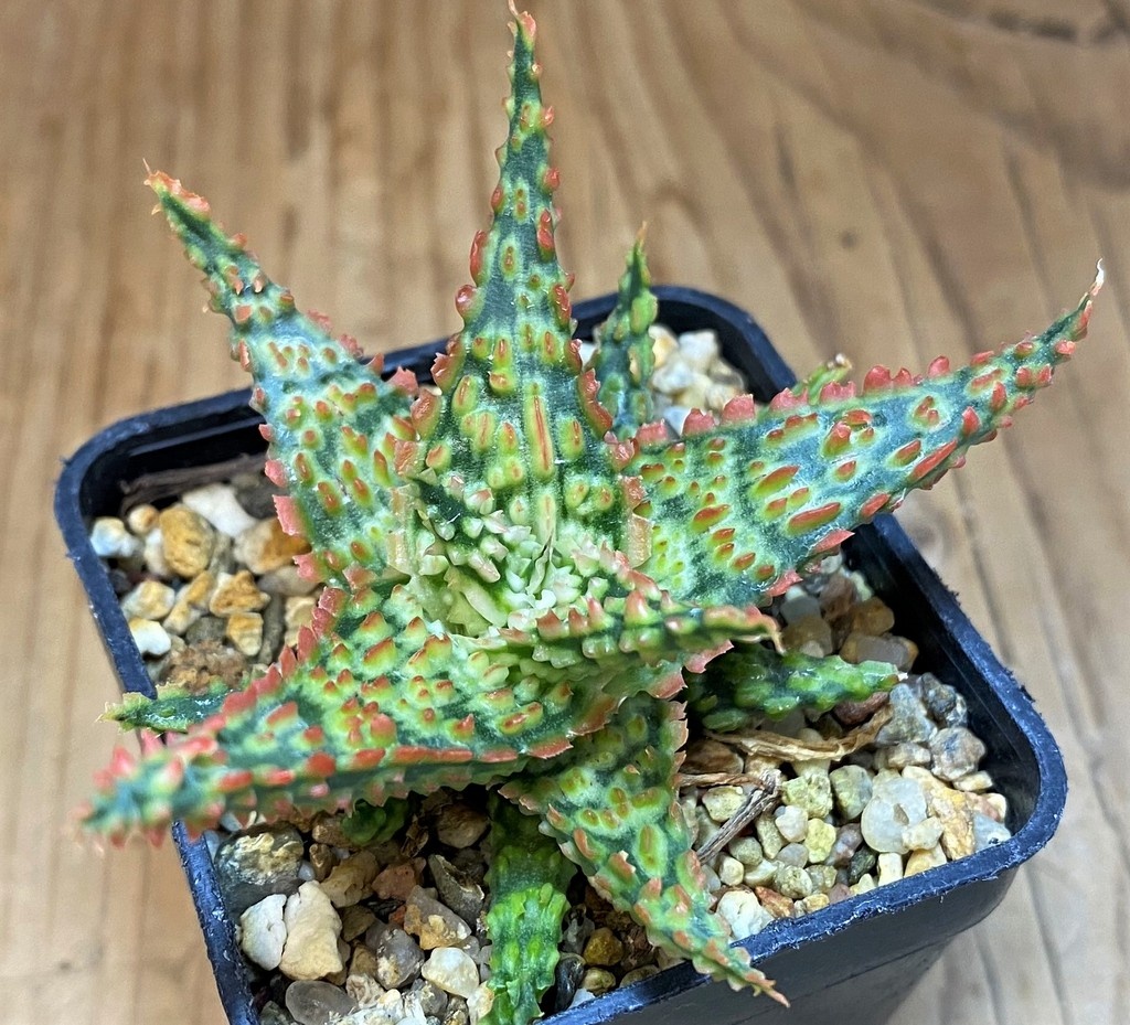 SH26785 Aloe TCT hybrid - Зображення 3