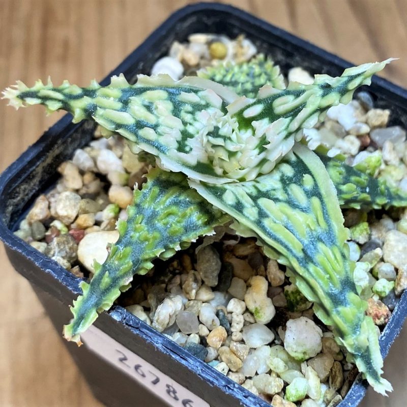 SH26786 Aloe TCT hybrid