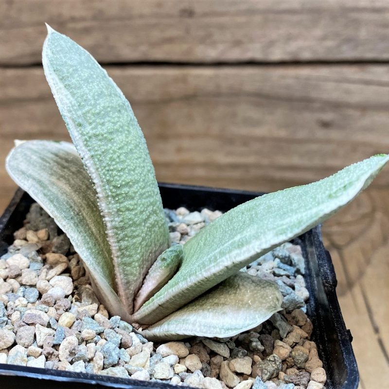 SH26762 Gasteria batesiana ‘White’