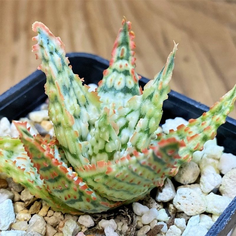 SH26788 Aloe TCT hybrid