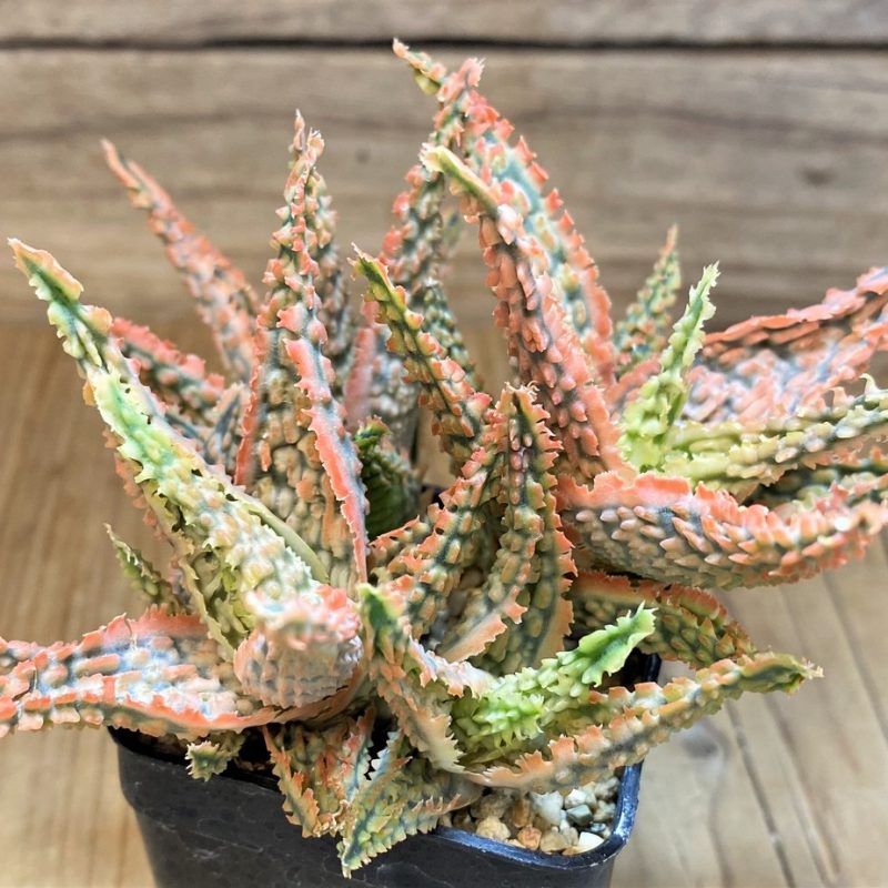 SH26789 Aloe TCT hybrid