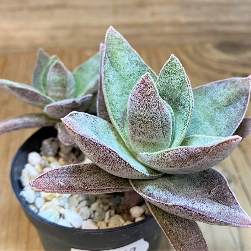 SH26792 Crassula ‘Garnet Lotus’